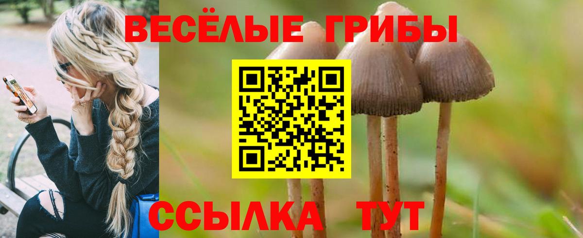 Галлюциногенные грибы Magic Shrooms  Вход с VPN  Мурино  Псилоцибиновые грибы GOLDEN TEACHER 